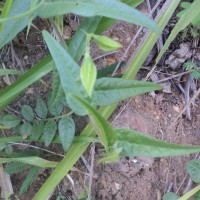 Crotalaria multiflora Benth.